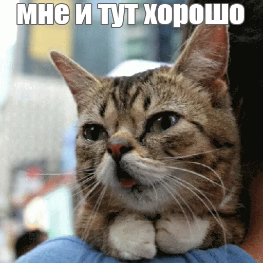 Стикер из набора "Lil_Bub"