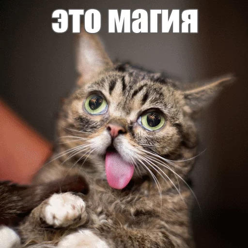 Стикер из набора "Lil_Bub"