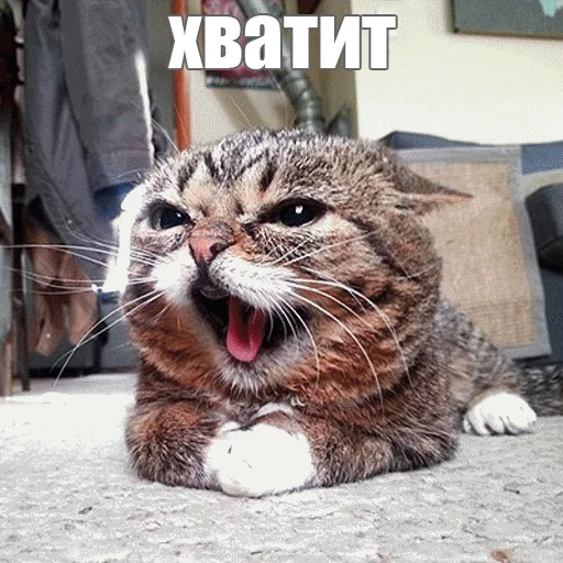 Стикер из набора "Lil_Bub"