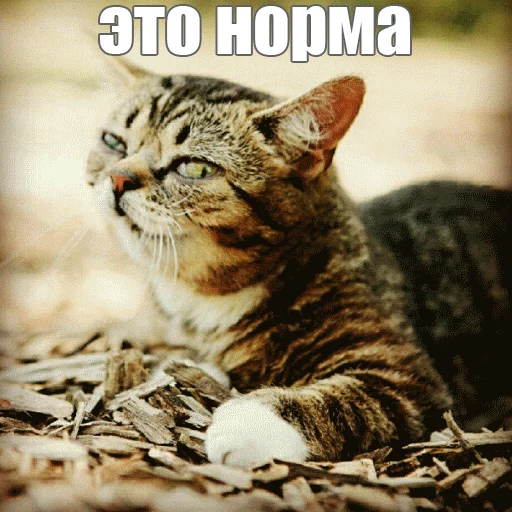 Стикер из набора "Lil_Bub"