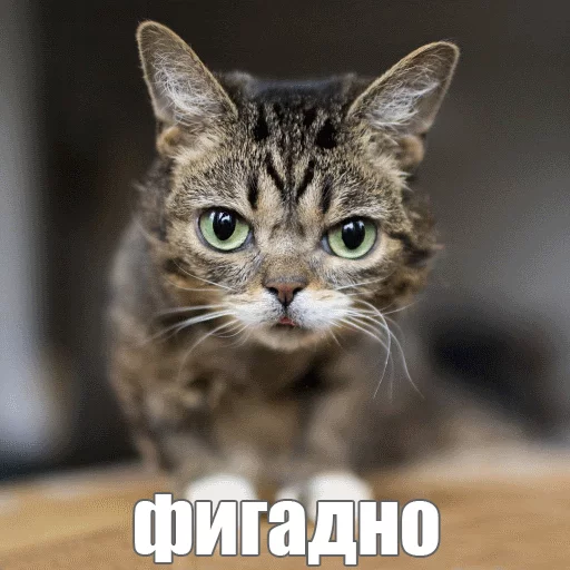 Стикер из набора "Lil_Bub"