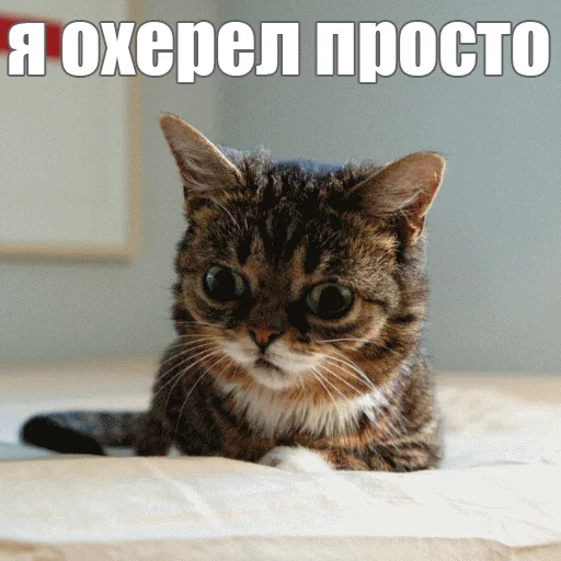 Стикер из набора "Lil_Bub"