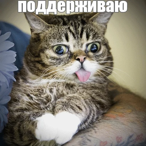 Стикер из набора "Lil_Bub"