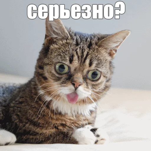 Стикер из набора "Lil_Bub"