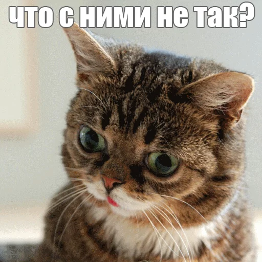 Стикер из набора "Lil_Bub"