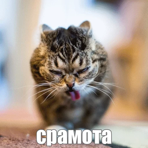 Стикер из набора "Lil_Bub"