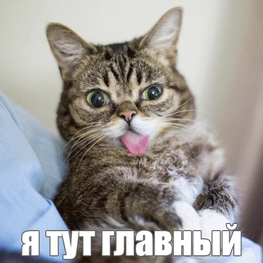 Стикер из набора "Lil_Bub"