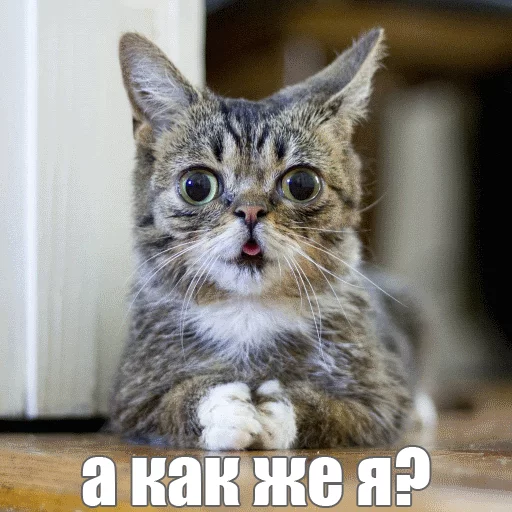 Стикер из набора "Lil_Bub"