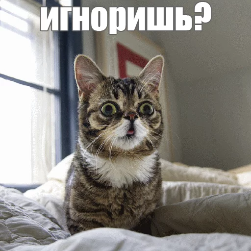 Стикер из набора "Lil_Bub"