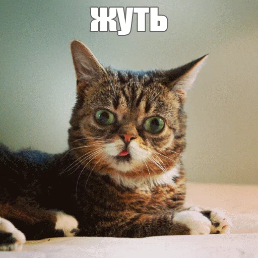 Стикер из набора "Lil_Bub"