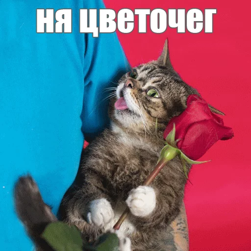 Стикер из набора "Lil_Bub"