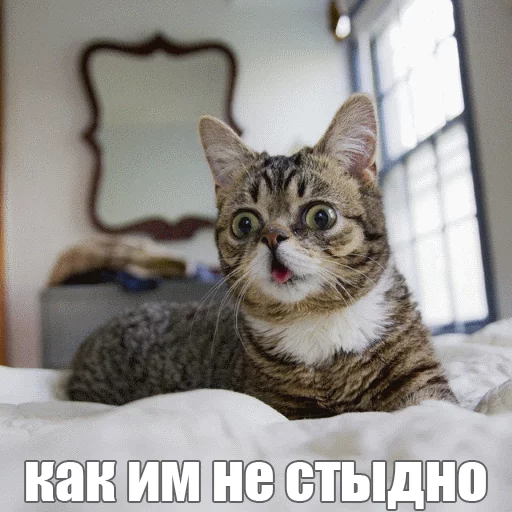 Стикер из набора "Lil_Bub"