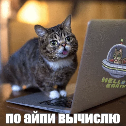 Стикер из набора "Lil_Bub"