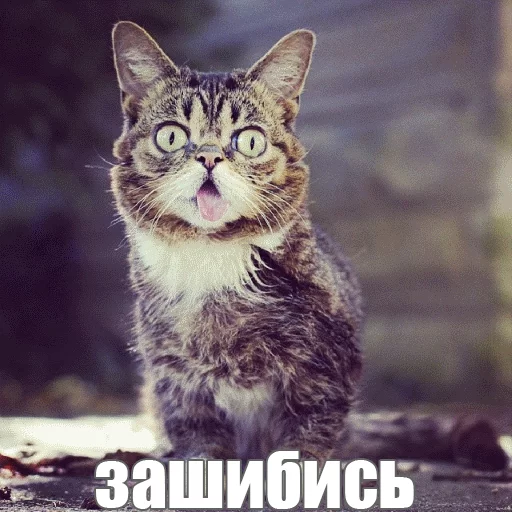 Стикер из набора "Lil_Bub"