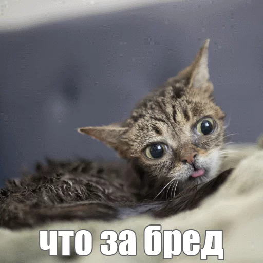 Стикер из набора "Lil_Bub"