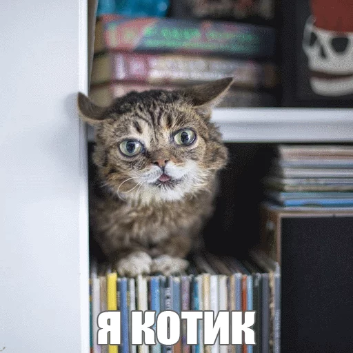 Стикер из набора "Lil_Bub"