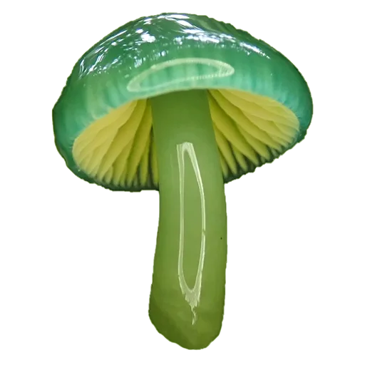 Sticker mushrooms