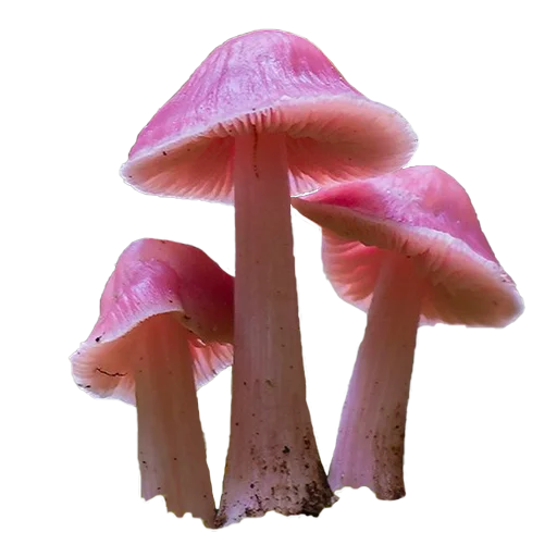 Sticker mushrooms