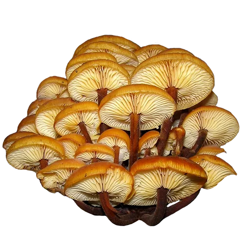 Стикер из набора "mushrooms"