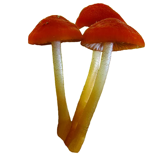 Sticker mushrooms