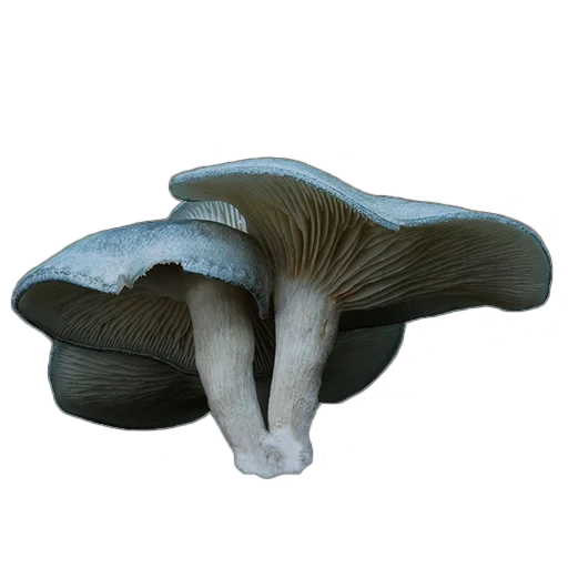 Стикер из набора "mushrooms"