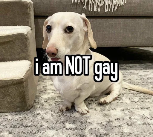 Sticker from the "homophobic dog" sticker pack