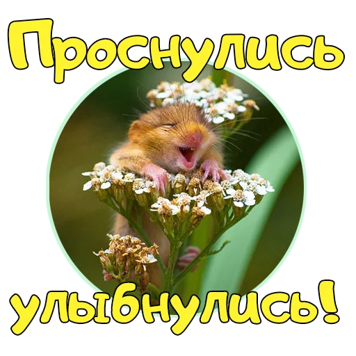 Sticker from the "Доброе УТРО" sticker pack