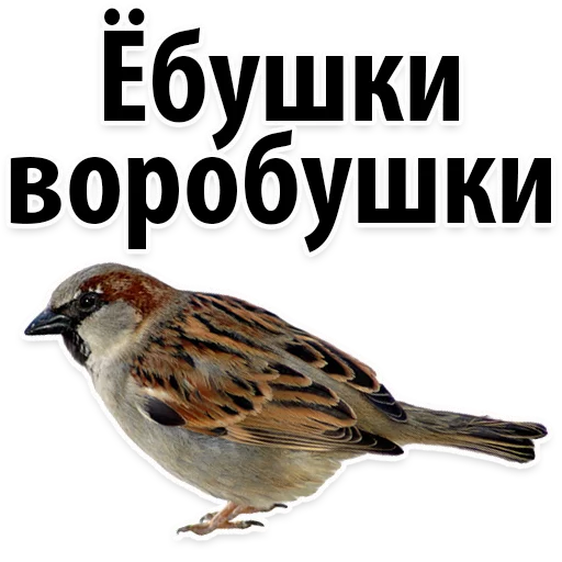 Sticker Молодёжный сленг