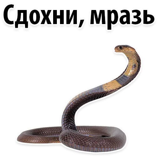 Sticker from the "Молодёжный сленг" sticker pack