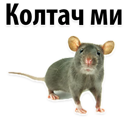 Sticker from the "Молодёжный сленг" sticker pack