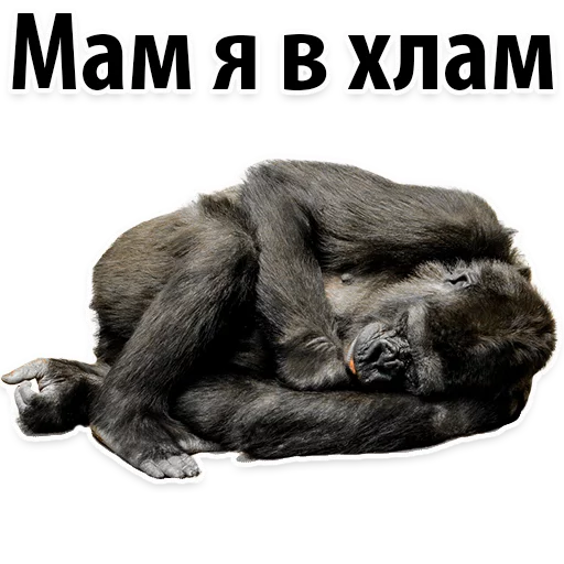 Sticker from the "Молодёжный сленг" sticker pack