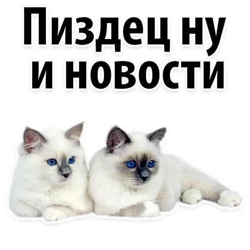 Sticker Молодёжный сленг