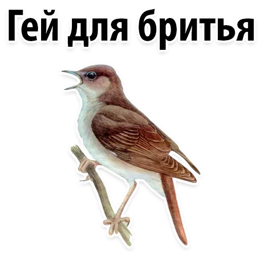 Sticker Молодёжный сленг