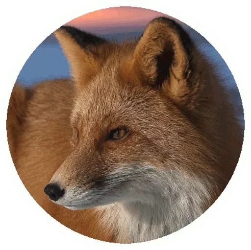 Sticker from the "Fox" sticker pack