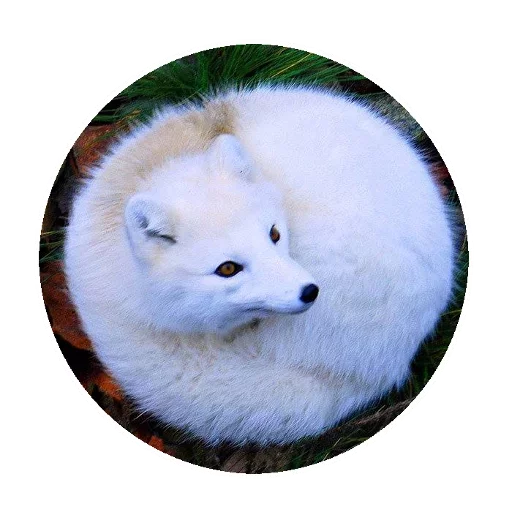 Sticker from the "Fox" sticker pack