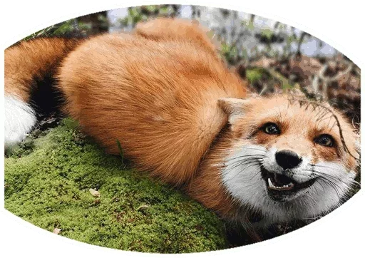 Sticker from the "Fox" sticker pack