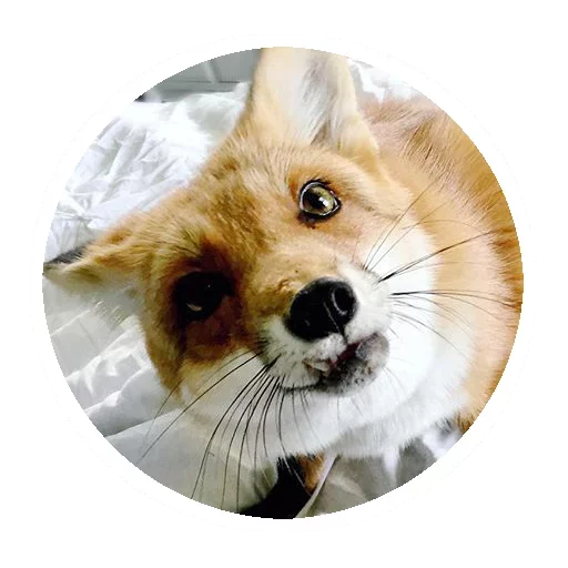 Sticker from the "Fox" sticker pack