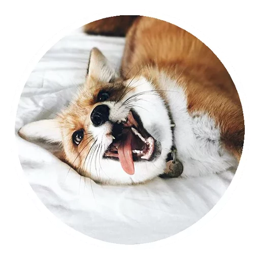 Sticker from the "Fox" sticker pack