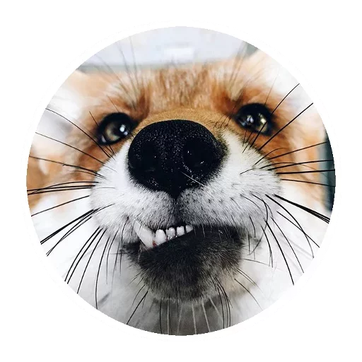 Sticker from the "Fox" sticker pack