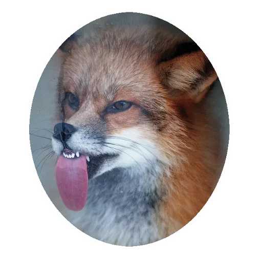 Sticker from the "Fox" sticker pack