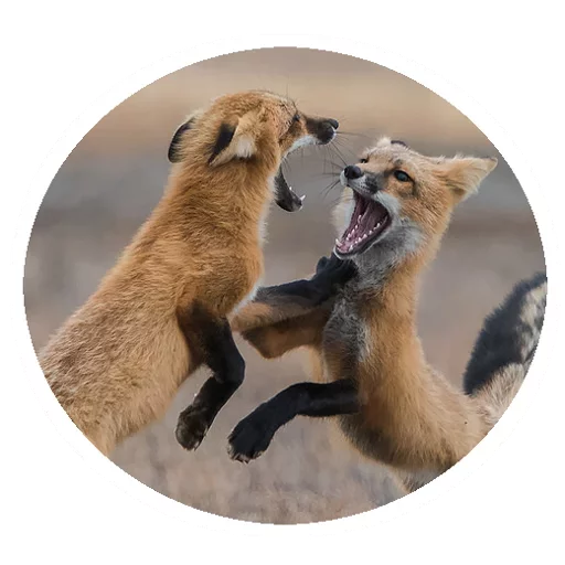 Sticker from the "Fox" sticker pack