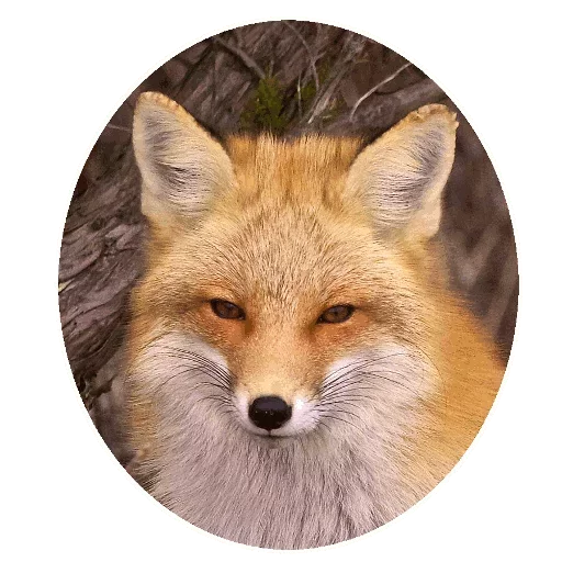 Sticker from the "Fox" sticker pack