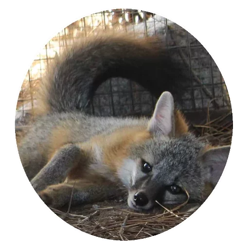 Sticker from the "Fox" sticker pack