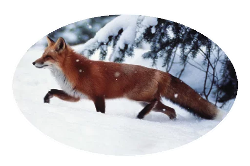 Sticker from the "Fox" sticker pack