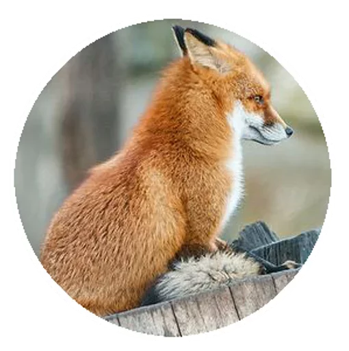 Sticker from the "Fox" sticker pack