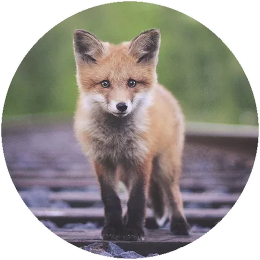 Sticker from the "Fox" sticker pack