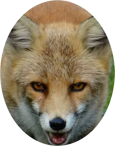 Sticker from the "Fox" sticker pack