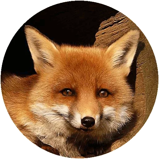 Sticker from the "Fox" sticker pack