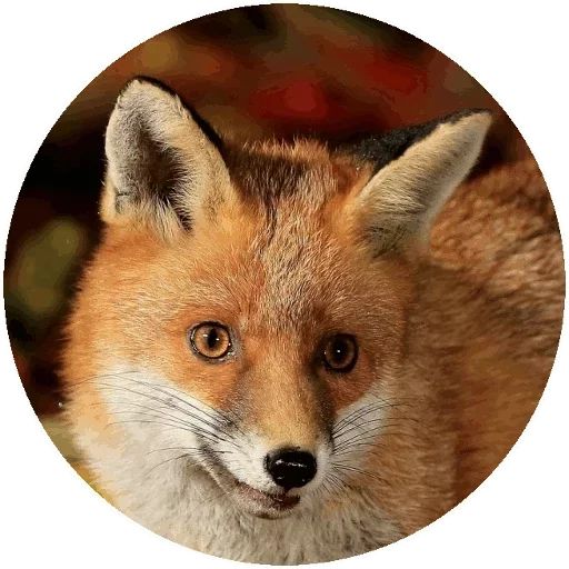 Sticker from the "Fox" sticker pack