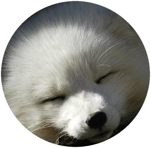 Sticker from the "Fox" sticker pack